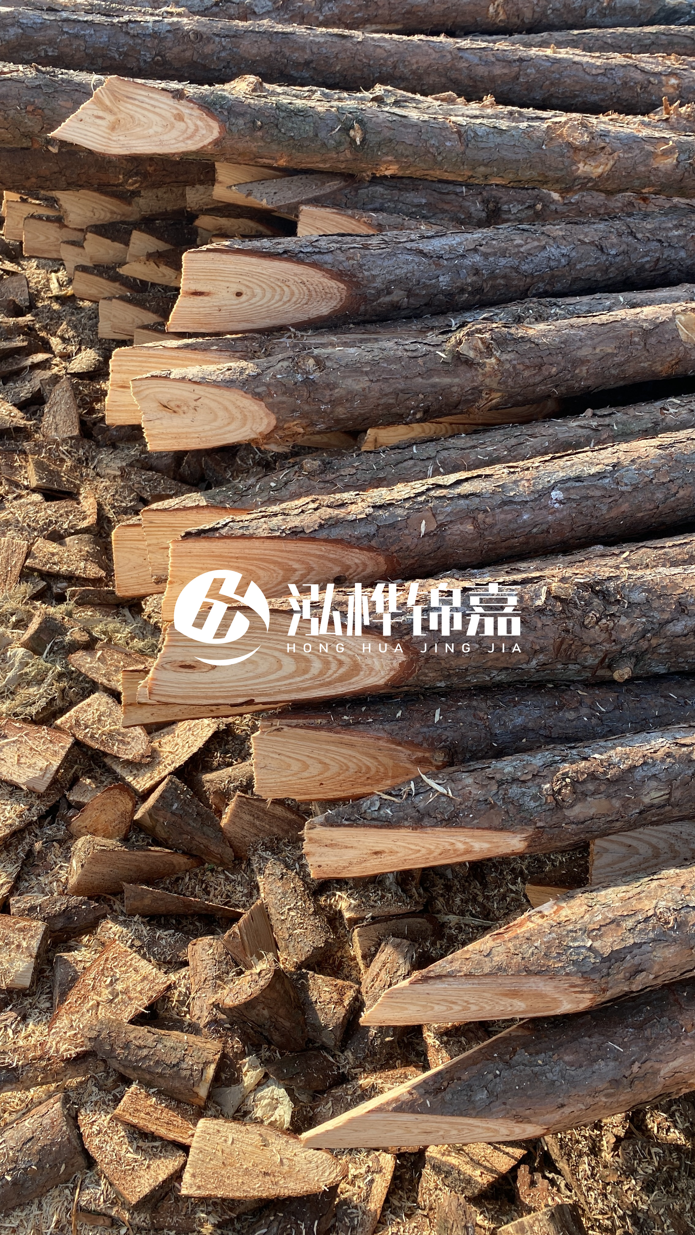 松木樁怎么分辨好壞？學會這幾招，輕松分辨松木樁好壞不踩雷！
